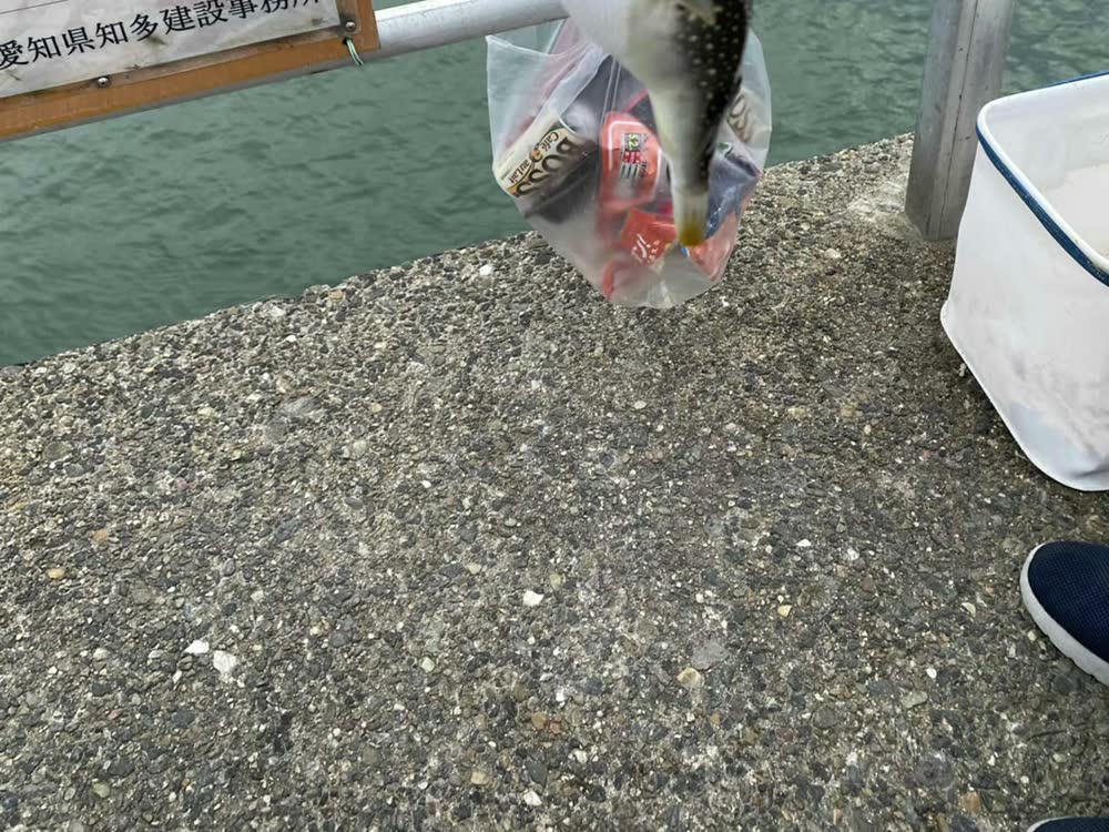 冨具崎港で釣れたフグ