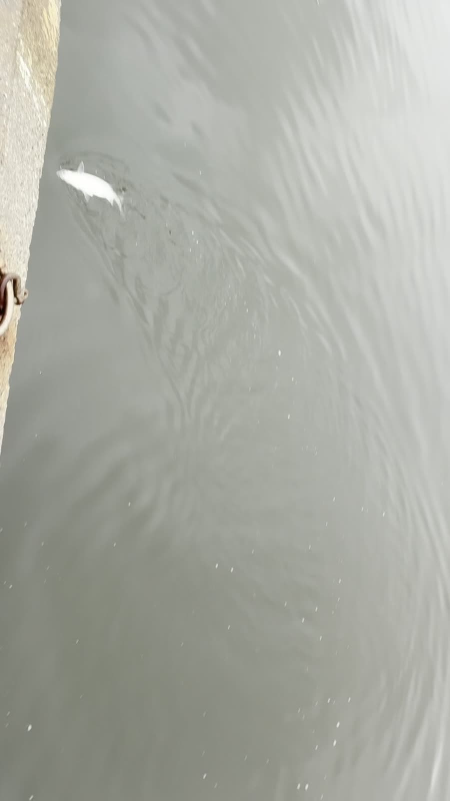 ボラとのやり取り中、水面で暴れる様子