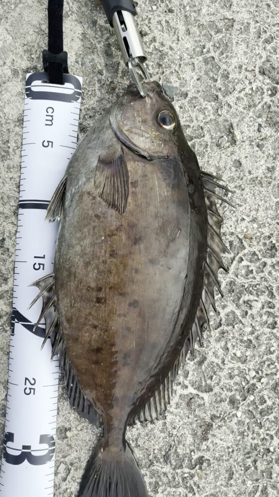 今回釣り上げた37センチのアイゴ、背びれ・尻びれの棘に注意