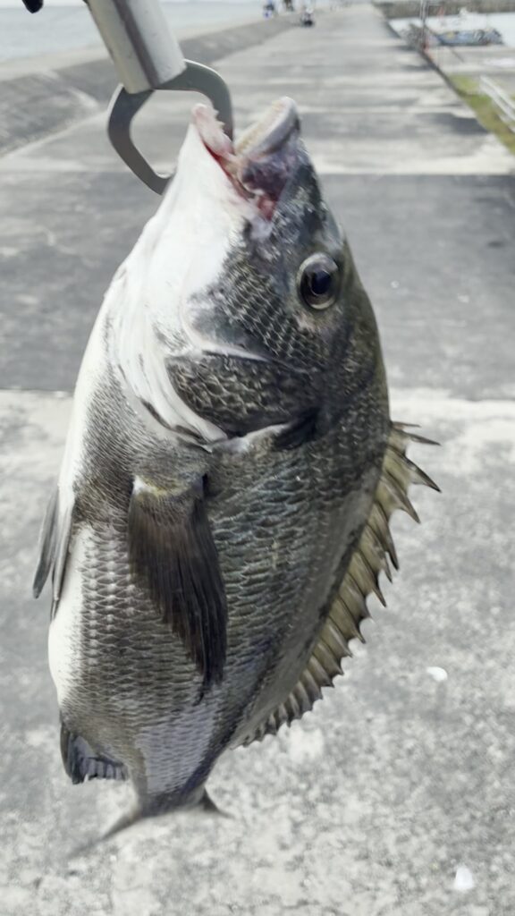 釣り上げた37センチのチヌ、黒と銀色に輝く魚体