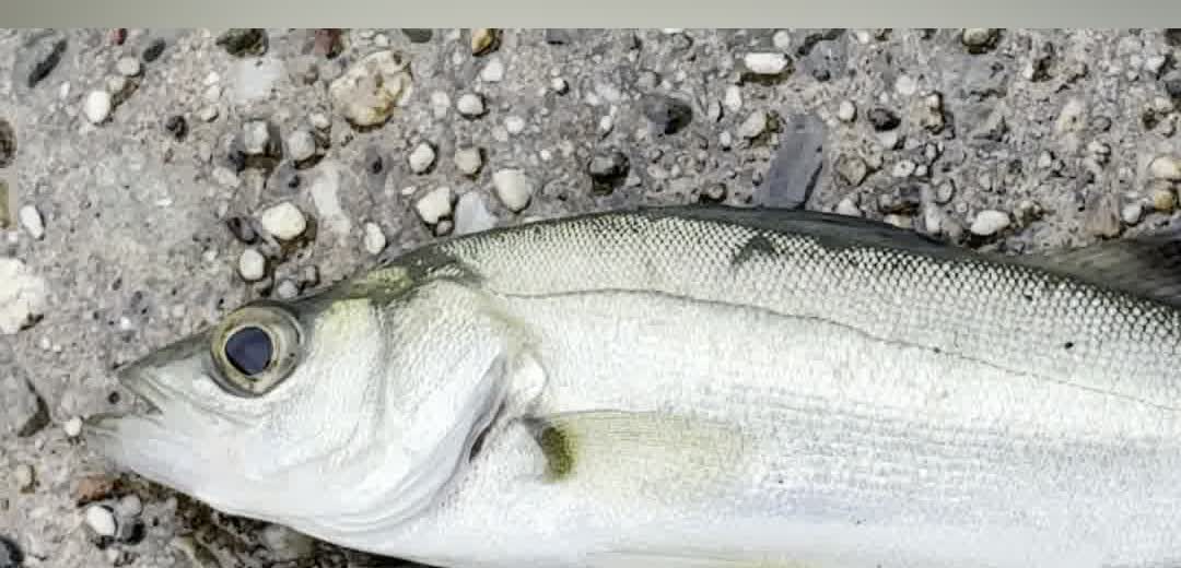 釣れたセイゴ