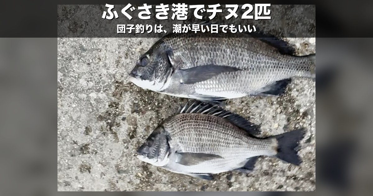 ふぐさき港で釣れた2匹のチヌ