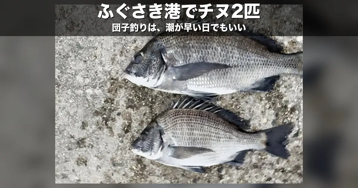 ふぐさき港の団子釣りでチヌ2匹！潮が速い日の握り方とタモ入れの工夫