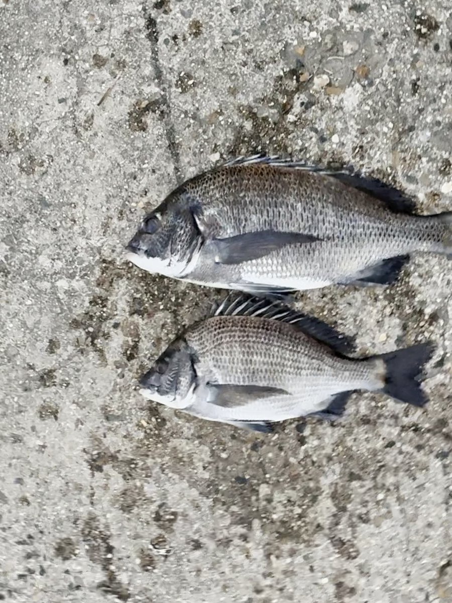釣れた2匹のチヌ(約27センチと約35センチ)